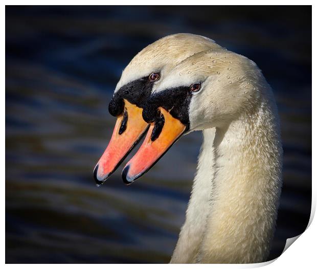 pair of swans portrait Print by tim miller