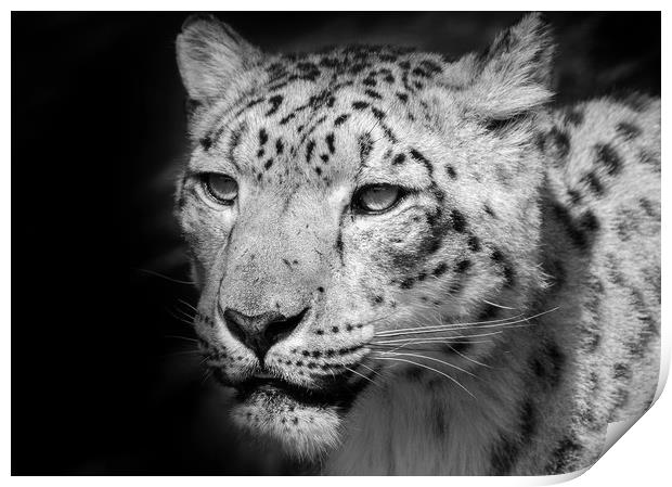 Snow leopard portrait Print by tim miller