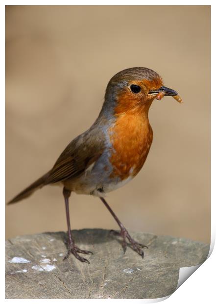 Robin feeding Print by tim miller