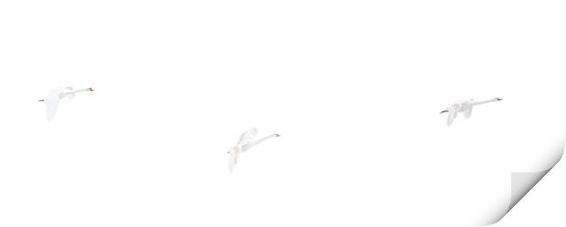 three Swans flying Print by tim miller