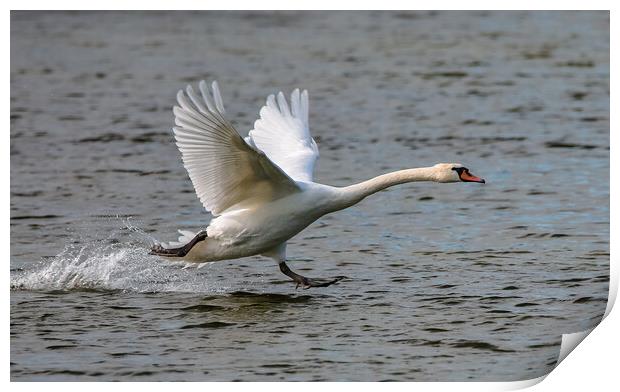 Swan Landing on water Print by tim miller