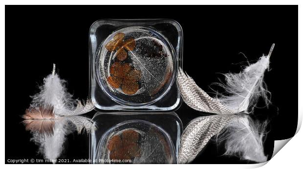  Feathers Reflected on glass Print by tim miller