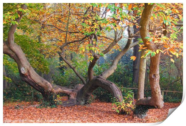 The climbing tree in autumn Print by tim miller