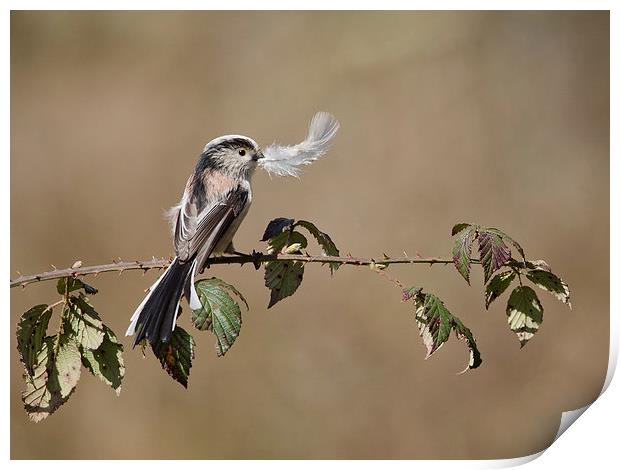  long tail tit with feather Print by paul hudson