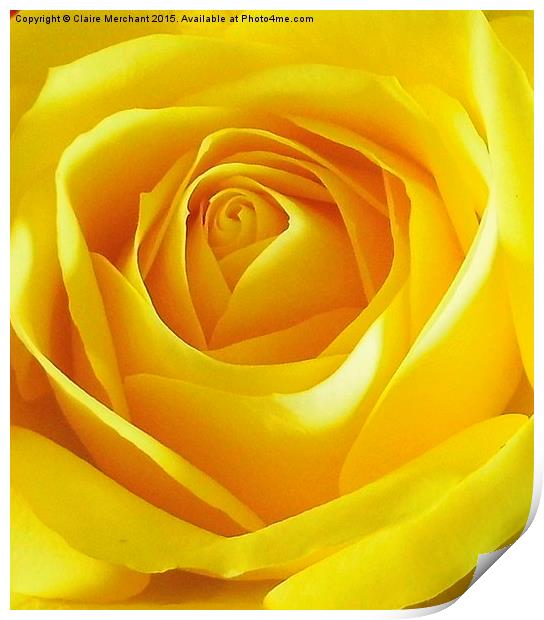  Yellow Rose Print by Claire Merchant