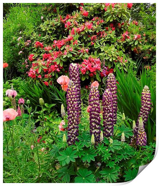  Lupins Print by Claire Merchant