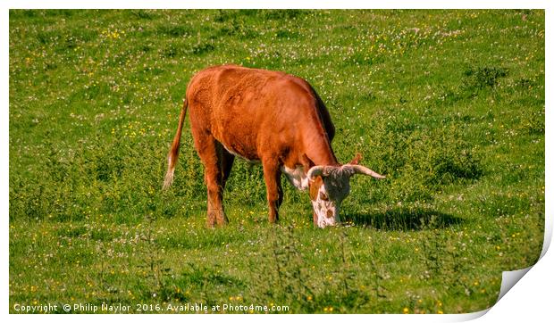  The Bamburgh Cow Print by Naylor's Photography