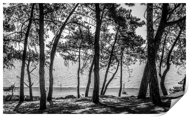 The Trees of Skala.................. Print by Naylor's Photography