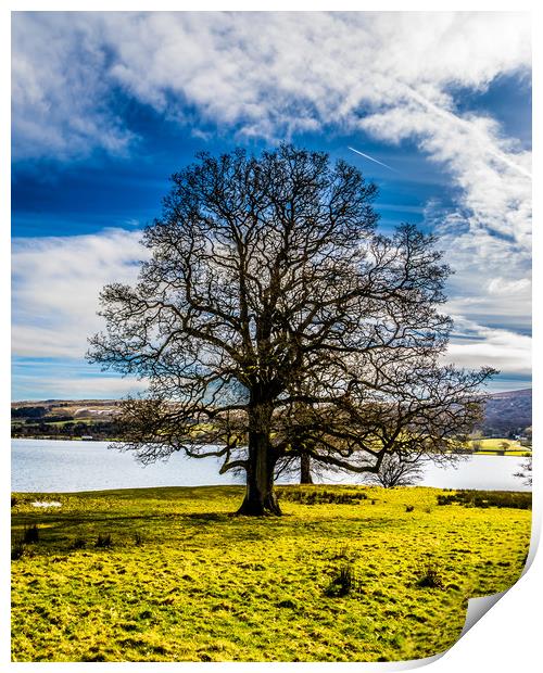 Portrait of a Lake district tree Print by Naylor's Photography