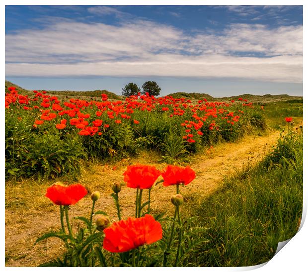 Pathway to the Poppies Print by Naylor's Photography
