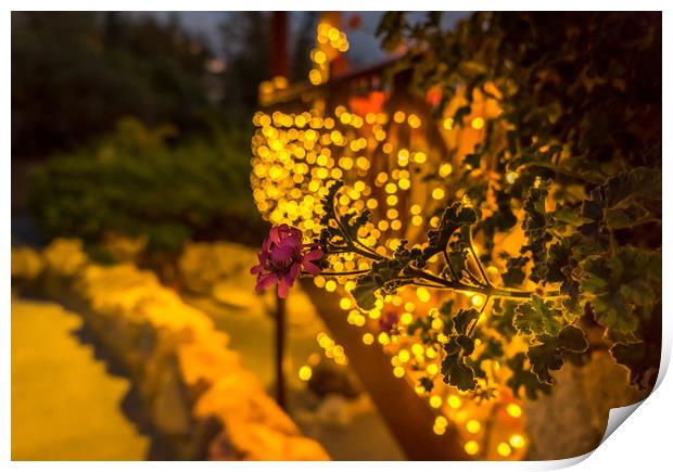Bokeh and flower Print by Naylor's Photography