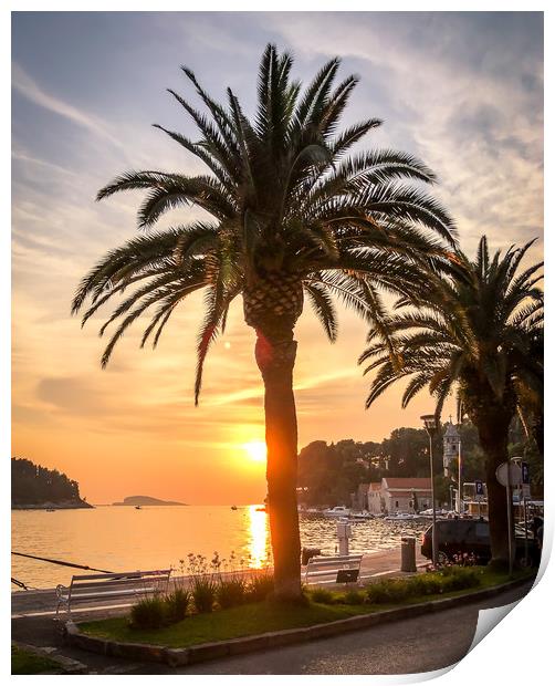 Palm trees in Cavtat old town Print by Naylor's Photography
