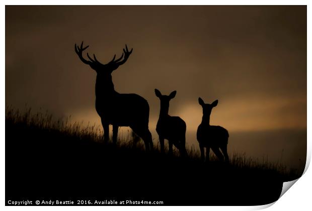 Red Deer at dawn Print by Andy Beattie