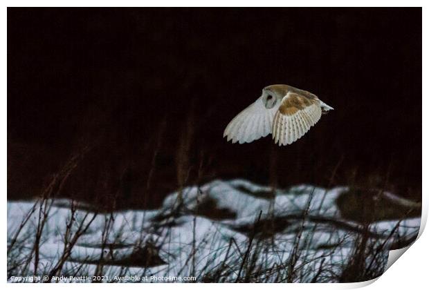 Barn Owl over snow Print by Andy Beattie