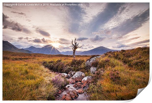 Lone Tree, Rannoch Moor, Scotland Print by Colin & Linda McKie