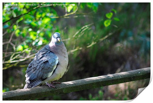  Basking in the Sun Print by James Wood