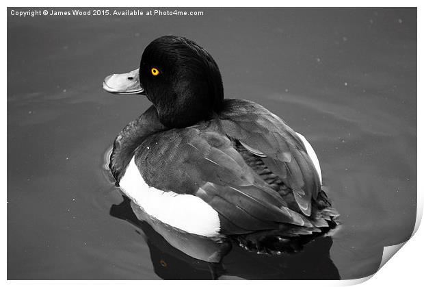 Tufted Duck  Print by James Wood