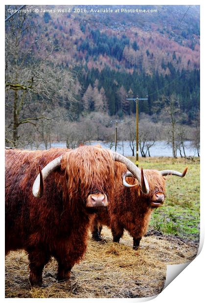 Hairy Coos Print by James Wood