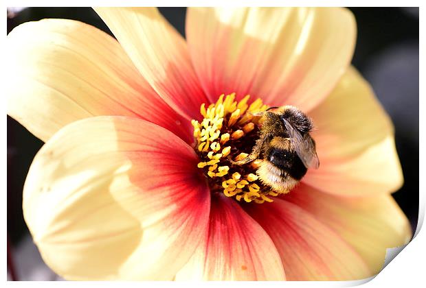 Close up of Bee on a Flower Print by Ann McGrath