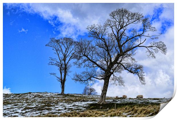 Trees Pentland Hills, Scotland Print by Ann McGrath