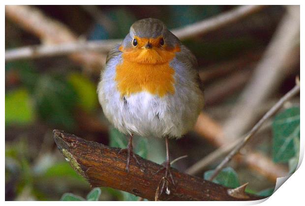 Robin in the Wild Print by Ann McGrath