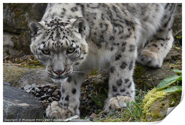  snow leopard on the rocks Print by Photogold Prints