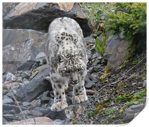  snow leopard looking for food on a rocky hillside Print by Photogold Prints