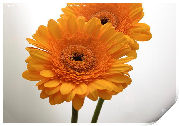  yellow gerbera flowers Print by Photogold Prints