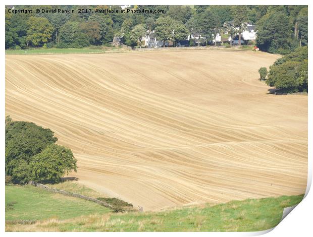 crop lines in wheat field near Linlithgow, West Lo Print by Photogold Prints