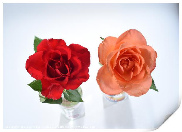 one red rose, one orange rose Print by Photogold Prints