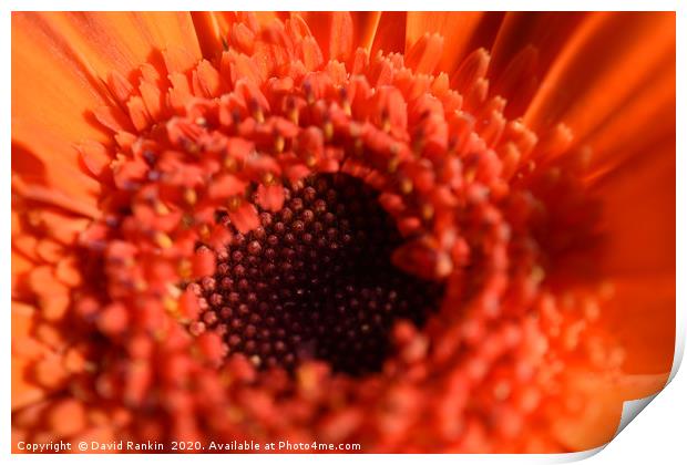 single orange chrysanthemum in close up Print by Photogold Prints