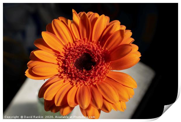 single orange Gerbera Print by Photogold Prints