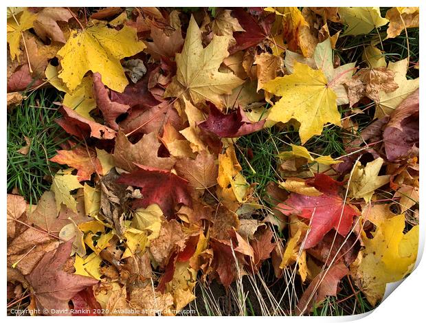 Autumn leaves Print by Photogold Prints