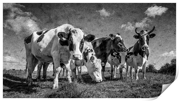  Goonhilly Cows Print by John Baker