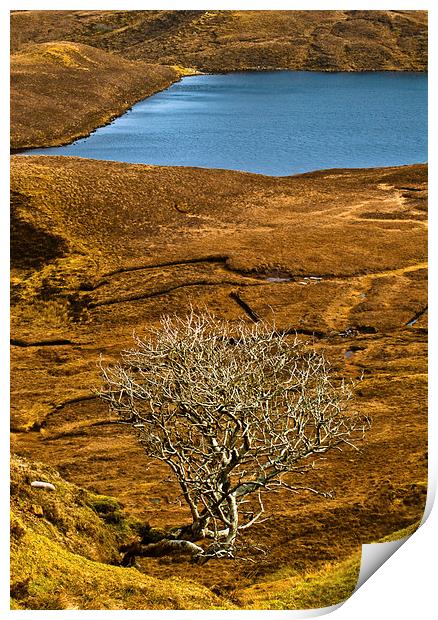 The Quiraing, Skye, lone tree Print by David Ross
