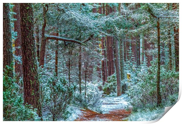 Abernethy Forest in Winter, Cairngorms Print by David Ross