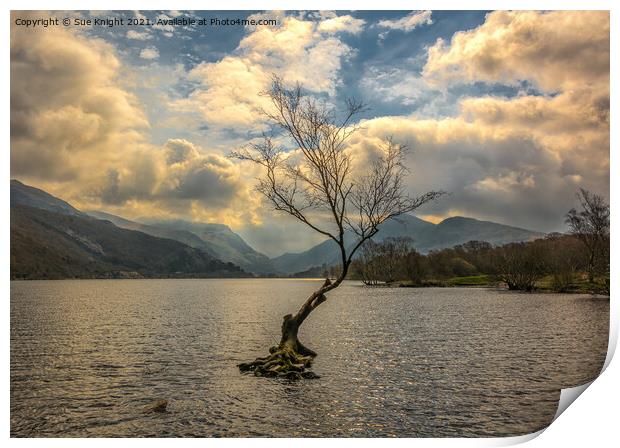 The Tree in the Lake, Llyn Padarn Print by Sue Knight