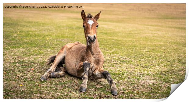 Foal in the New Forest Print by Sue Knight