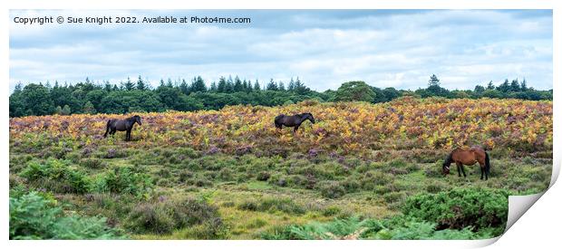 New Forest Ponies amongst the Bracken and Heather Print by Sue Knight