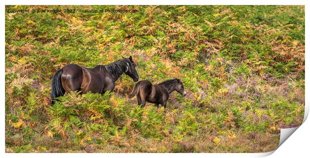 Mother and Foal Print by Sue Knight