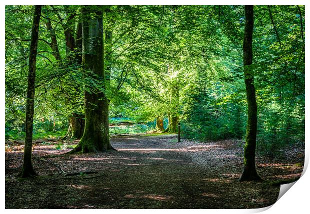 Path through Rhinefield walk Print by Sue Knight