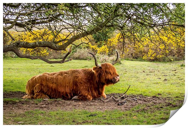  Highland Cow,New Forest,Hampshire Print by Sue Knight