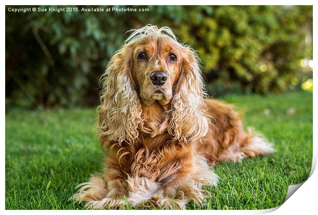  The English Cocker Spaniel Print by Sue Knight