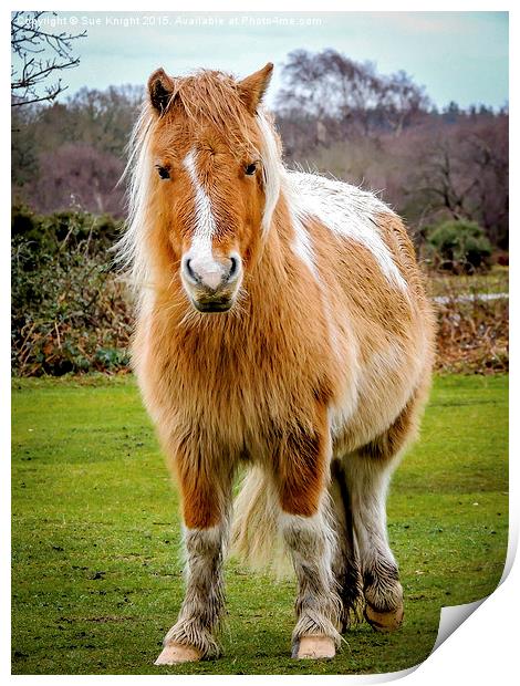  New Forest Pony Print by Sue Knight