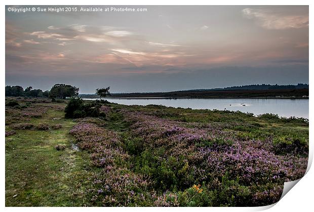  A view across Hatchet pond,New Forest Print by Sue Knight