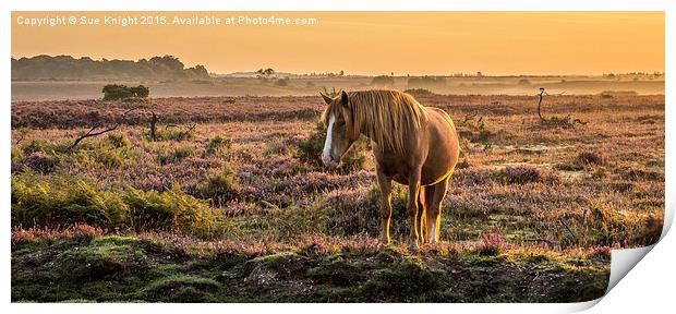 New Forest pony in the early morning light At Burl Print by Sue Knight