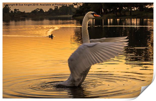  Swan Lake Print by Sue Knight