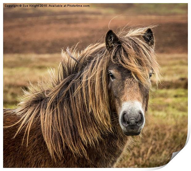  Exmoor pony Print by Sue Knight