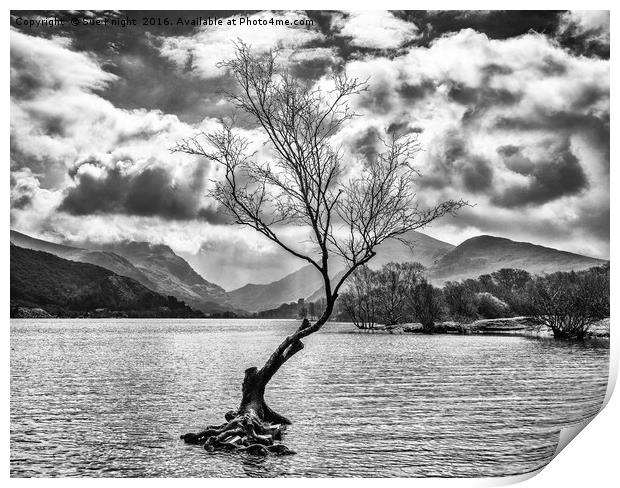 The Lone Tree at Llyn Padarn in black and white Print by Sue Knight