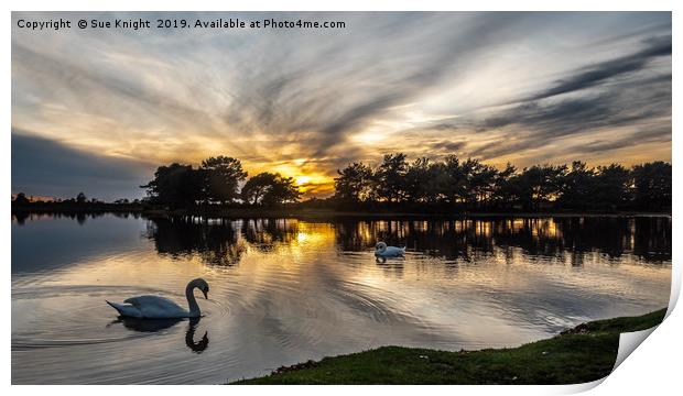 Swans at Sunset on Hatchet Pond Print by Sue Knight